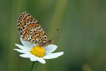 Roter Scheckenfalter